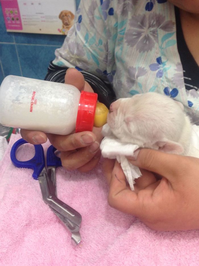 My Cats Adopted A 3-Legged Puppy Whose Mom Tried To Eat Him