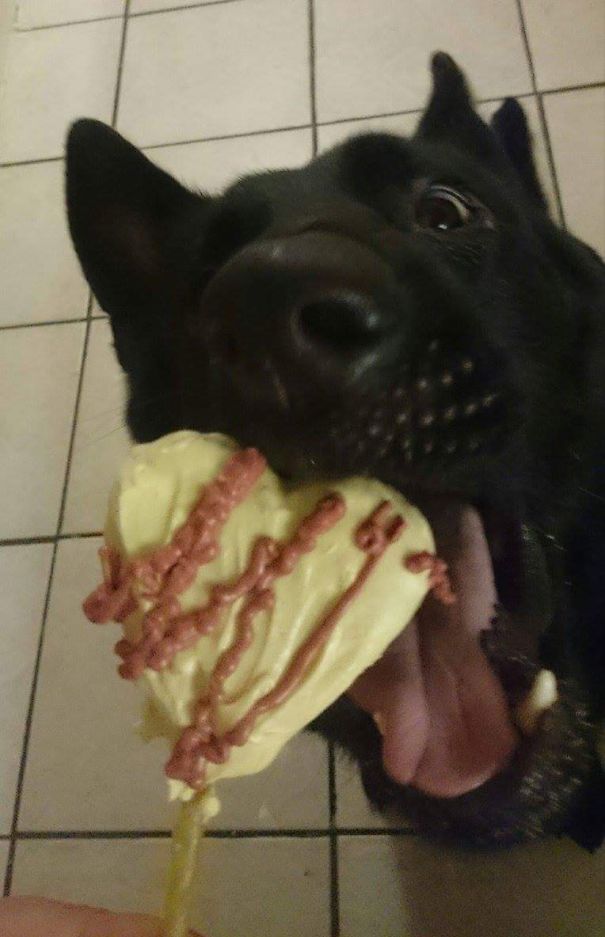 My Dog Eating A Dog "lolli-pup"