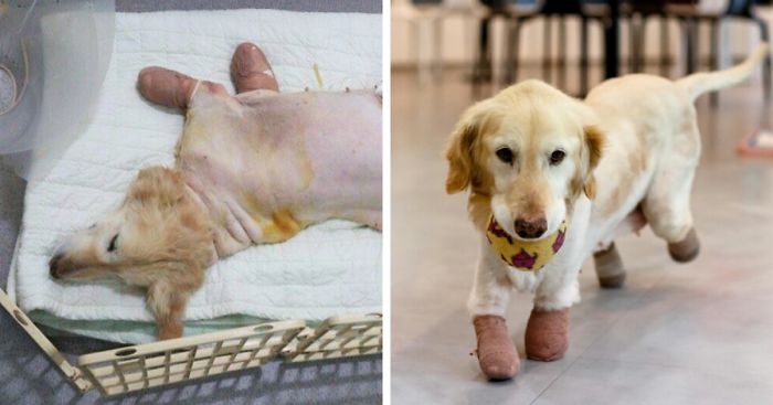 Puppy Who Lost All 4 Paws In Korean Meat Market Finally Gets Adopted