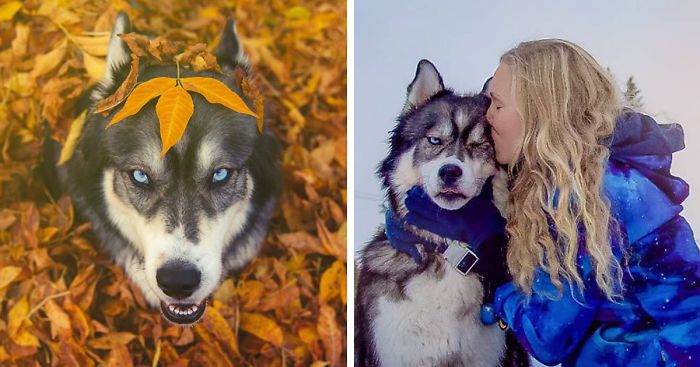 I Rescued A Husky And Later He Saved Me From An Abusive Relationship