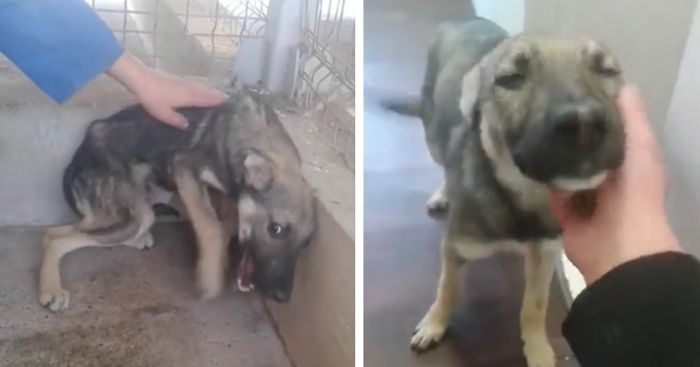 Dog Who Was Terrified Of Human Touch, Now Loves Being Petted