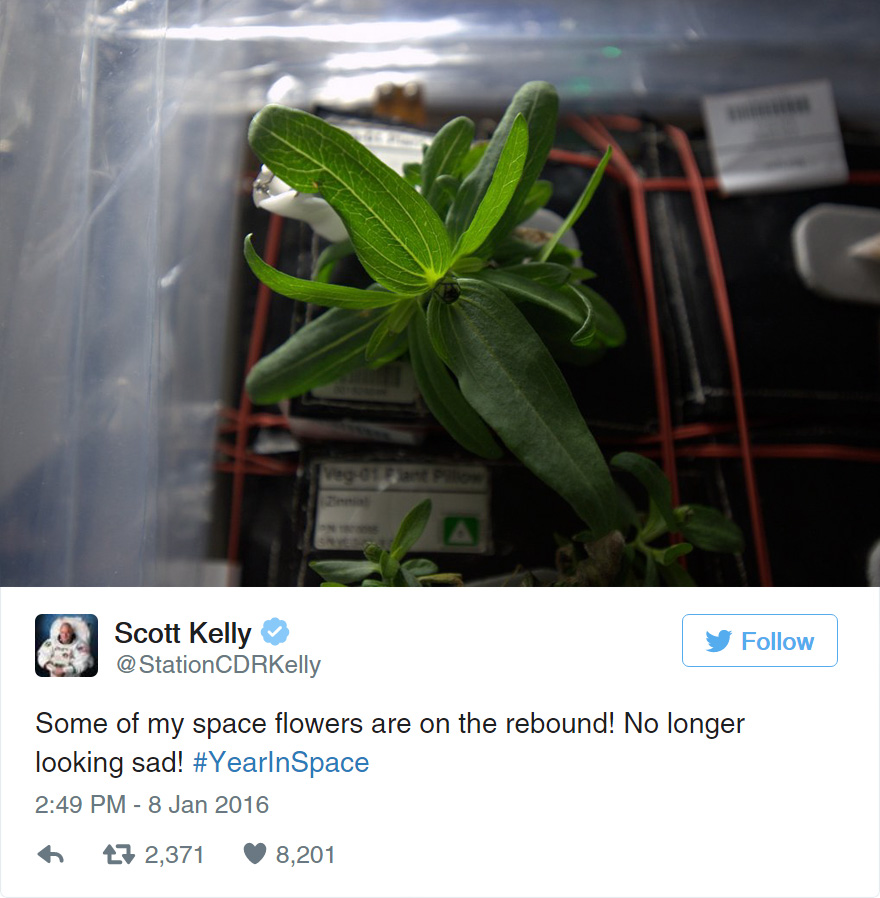 space-first-flower-bloom-nasa-scott-kelly-19 space-first-flower-bloom-nasa-scott-kelly-19