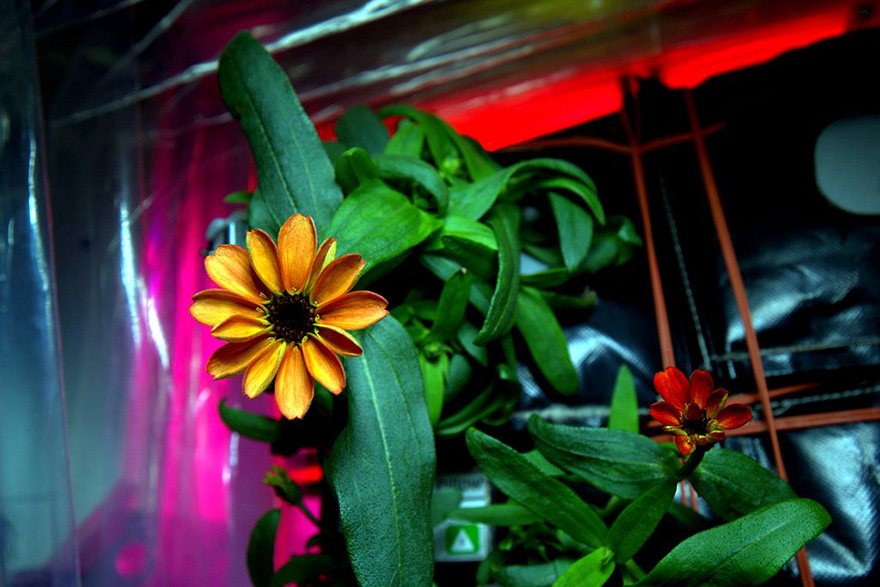 space-first-flower-bloom-nasa-scott-kelly-6