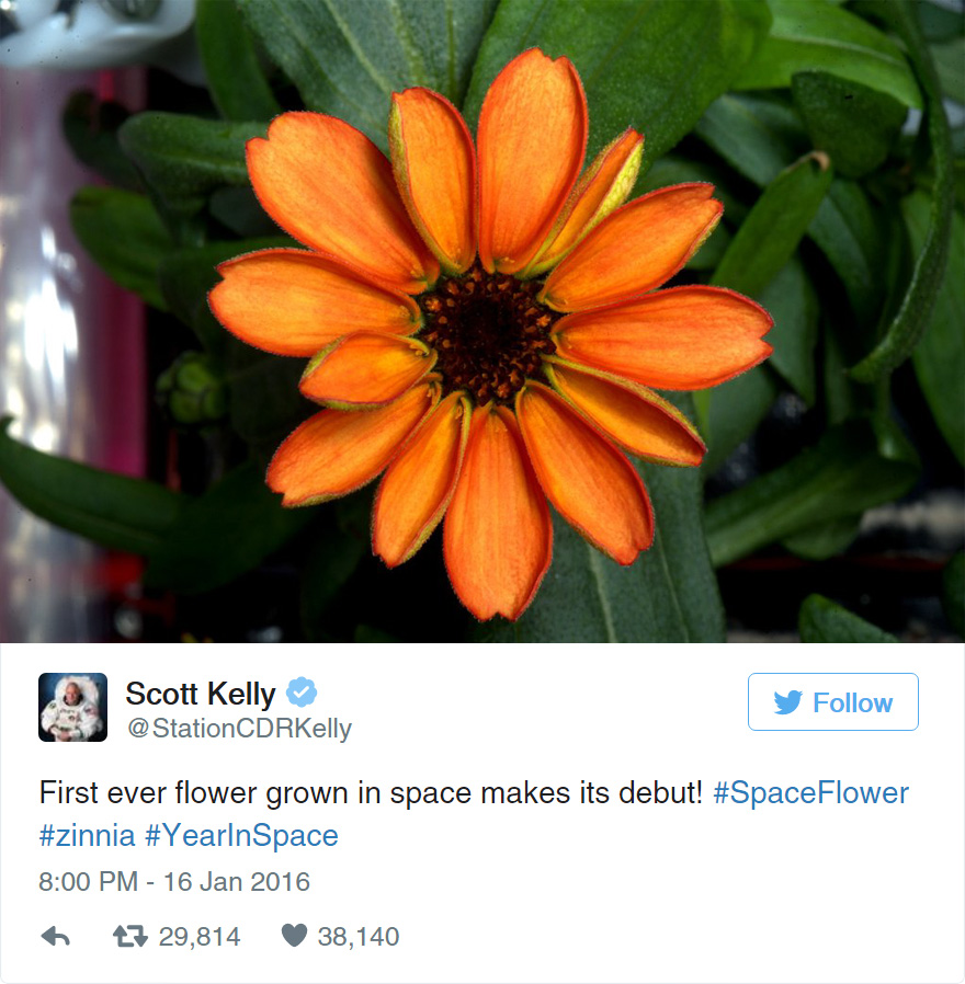 space-first-flower-bloom-nasa-scott-kelly-7 space-first-flower-bloom-nasa-scott-kelly-7