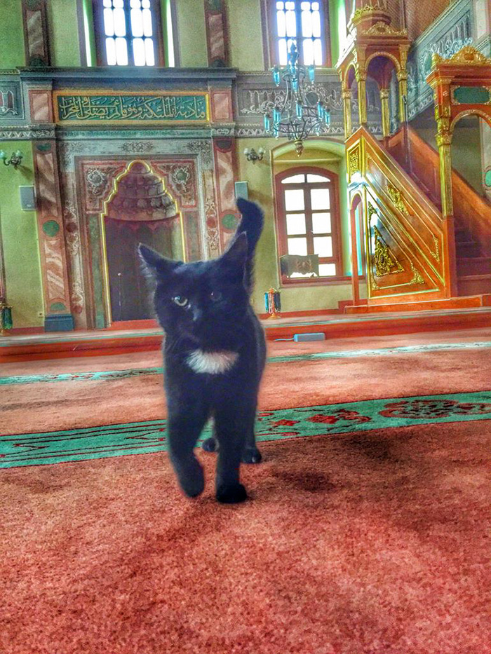 stray-cats-mosque-aziz-mahmud-hudayi-mustafa-efe-istanbul-turkey-10 stray-cats-mosque-aziz-mahmud-hudayi-mustafa-efe-istanbul-turkey-10