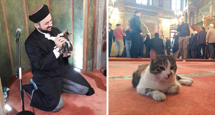 stray-cats-mosque-aziz-mahmud-hudayi-mustafa-efe-istanbul-turkey-11 stray-cats-mosque-aziz-mahmud-hudayi-mustafa-efe-istanbul-turkey-11