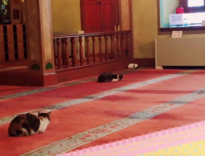 stray-cats-mosque-aziz-mahmud-hudayi-mustafa-efe-istanbul-turkey-2 stray-cats-mosque-aziz-mahmud-hudayi-mustafa-efe-istanbul-turkey-2