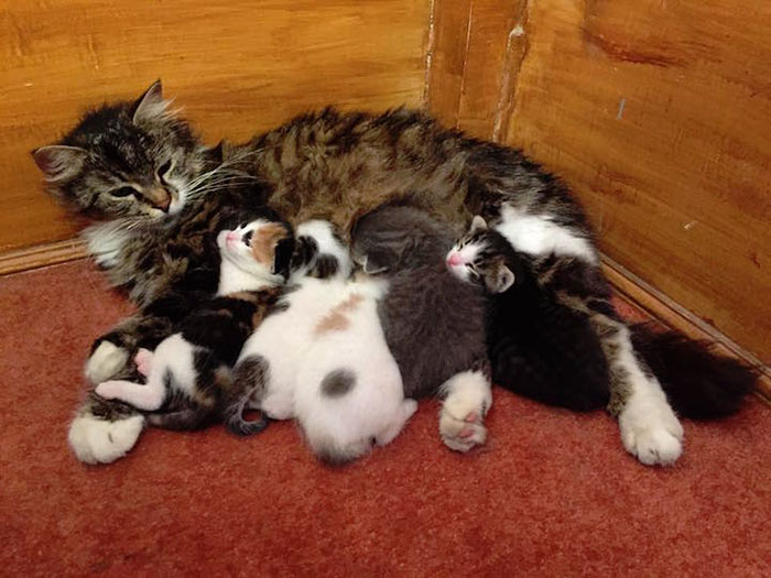 stray-cats-mosque-aziz-mahmud-hudayi-mustafa-efe-istanbul-turkey-21 stray-cats-mosque-aziz-mahmud-hudayi-mustafa-efe-istanbul-turkey-21