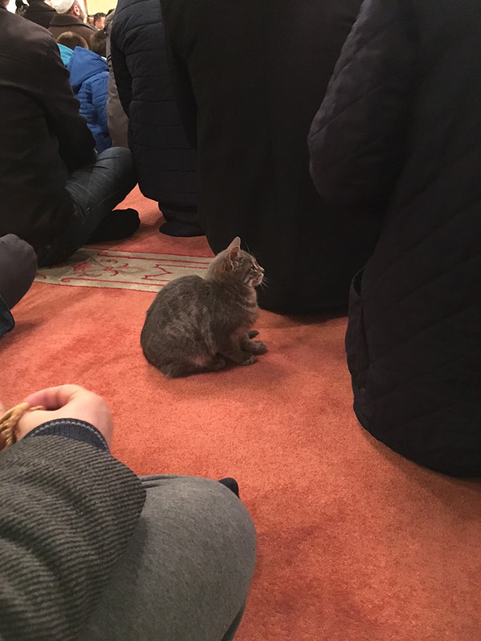 stray-cats-mosque-aziz-mahmud-hudayi-mustafa-efe-istanbul-turkey-4 stray-cats-mosque-aziz-mahmud-hudayi-mustafa-efe-istanbul-turkey-4