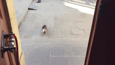 stray-cats-mosque-aziz-mahmud-hudayi-mustafa-efe-istanbul-turkey-8 stray-cats-mosque-aziz-mahmud-hudayi-mustafa-efe-istanbul-turkey-8