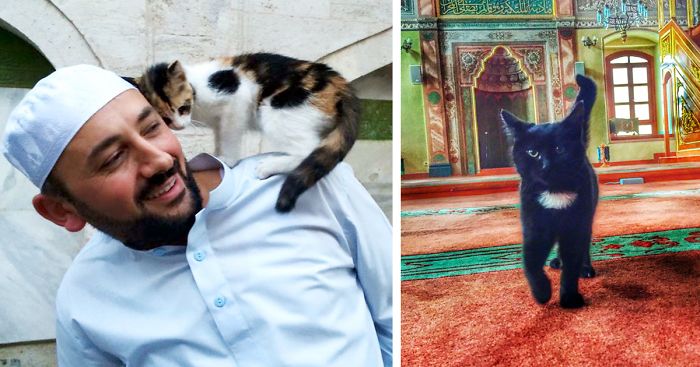 Imam Opens Mosque’s Doors To Stray Cats To Keep Them Warm