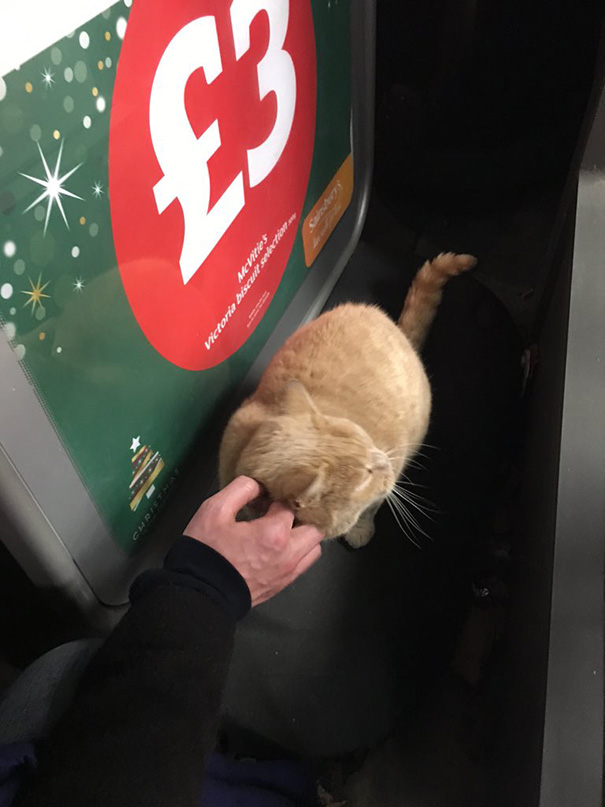 supermarket-sainsburys-cat-olly-oliver-brockley-london-12 supermarket-sainsburys-cat-olly-oliver-brockley-london-12