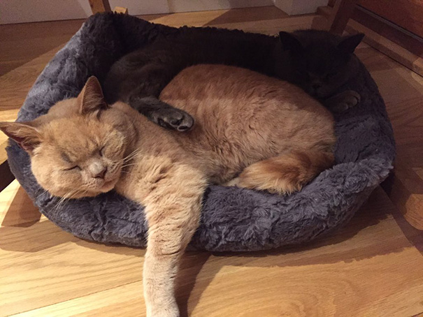 supermarket-sainsburys-cat-olly-oliver-brockley-london-13 supermarket-sainsburys-cat-olly-oliver-brockley-london-13