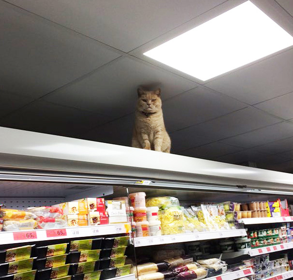 supermarket-sainsburys-cat-olly-oliver-brockley-london-15 supermarket-sainsburys-cat-olly-oliver-brockley-london-15