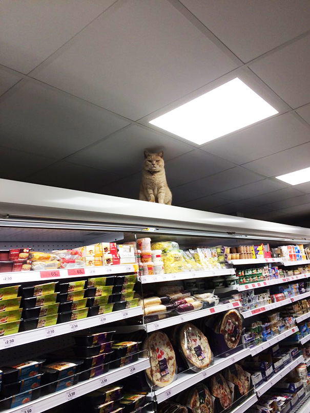 supermarket-sainsburys-cat-olly-oliver-brockley-london-4 supermarket-sainsburys-cat-olly-oliver-brockley-london-4