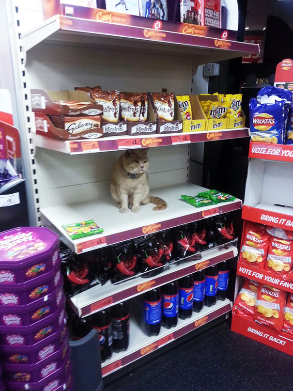 supermarket-sainsburys-cat-olly-oliver-brockley-london-7 supermarket-sainsburys-cat-olly-oliver-brockley-london-7