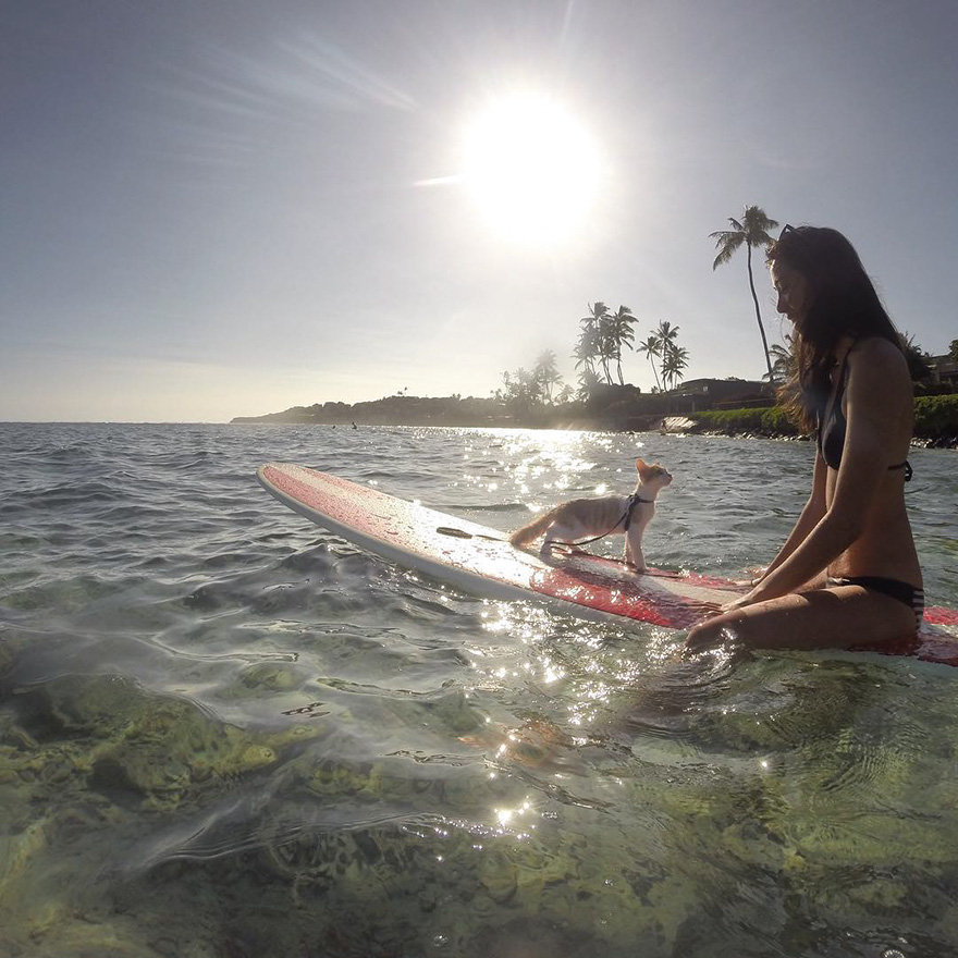 surfing-cat-likes-water-swimming-kuli-hawaii-14 surfing-cat-likes-water-swimming-kuli-hawaii-14