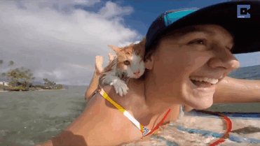 surfing-cat-likes-water-swimming-kuli-hawaii-15 surfing-cat-likes-water-swimming-kuli-hawaii-15
