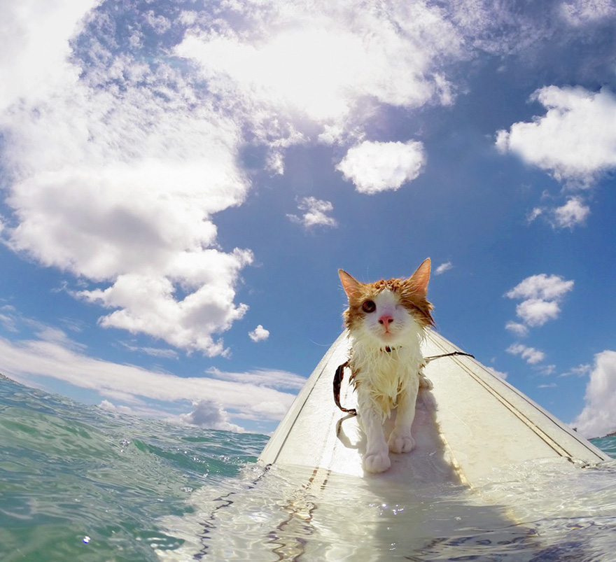 surfing-cat-likes-water-swimming-kuli-hawaii-17 surfing-cat-likes-water-swimming-kuli-hawaii-17