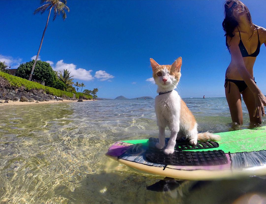 surfing-cat-likes-water-swimming-kuli-hawaii-3 surfing-cat-likes-water-swimming-kuli-hawaii-3