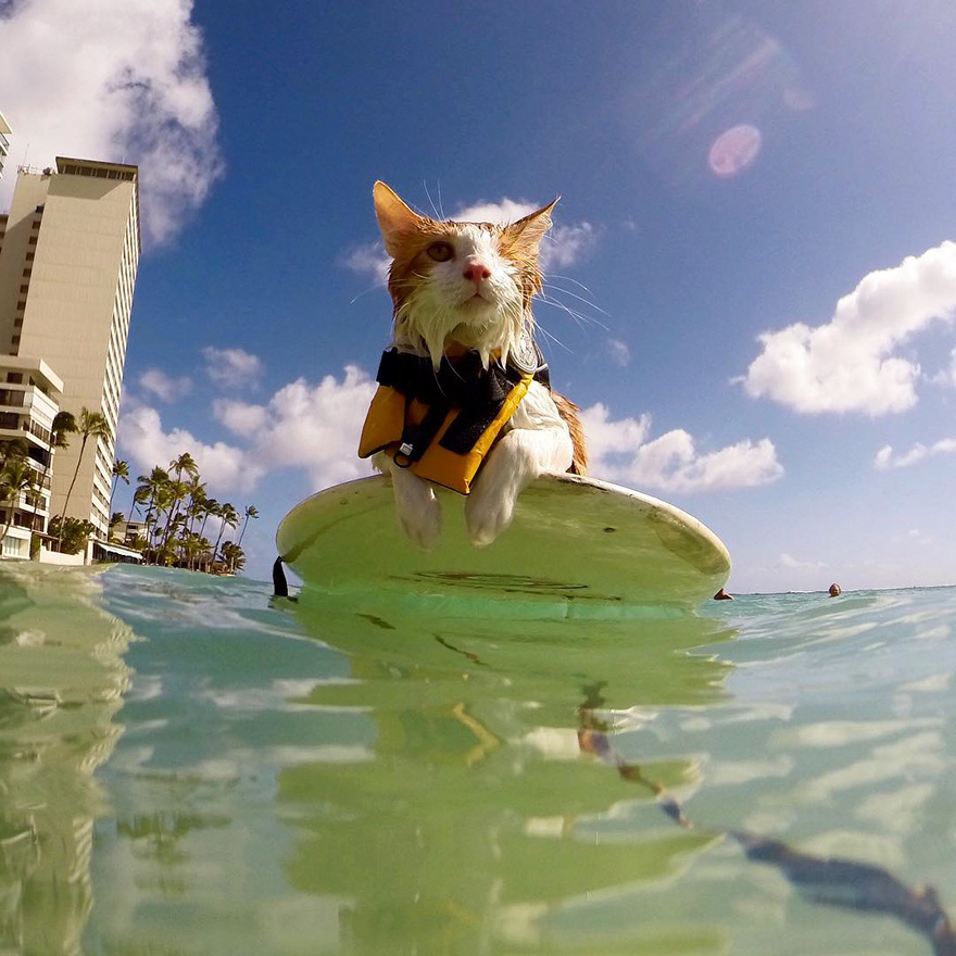 surfing-cat-likes-water-swimming-kuli-hawaii-4 surfing-cat-likes-water-swimming-kuli-hawaii-4