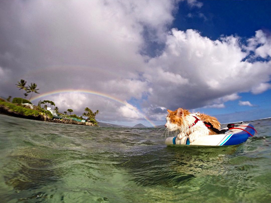 surfing-cat-likes-water-swimming-kuli-hawaii-9 surfing-cat-likes-water-swimming-kuli-hawaii-9