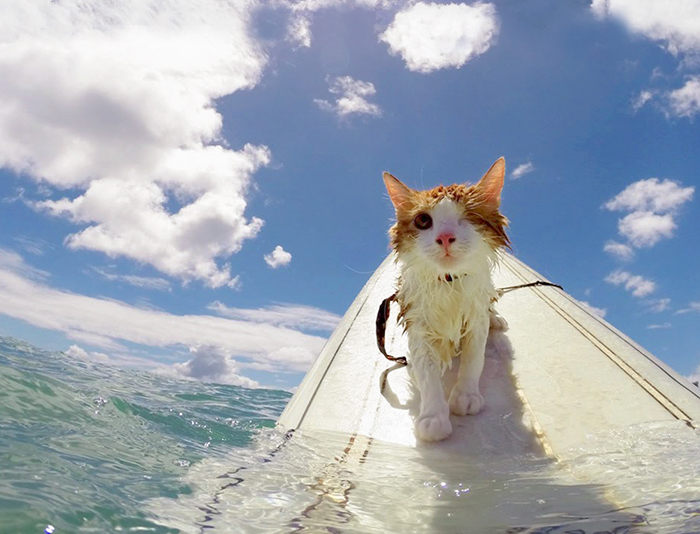 Stunning One-Eyed Cat Who Loves Swimming And Surfing In Hawaii