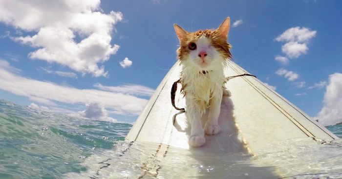 Stunning One-Eyed Cat Who Loves Swimming And Surfing In Hawaii