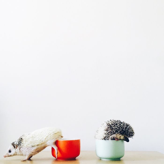 The Ordinary Lives Of Our Ordinary Hedgehogs