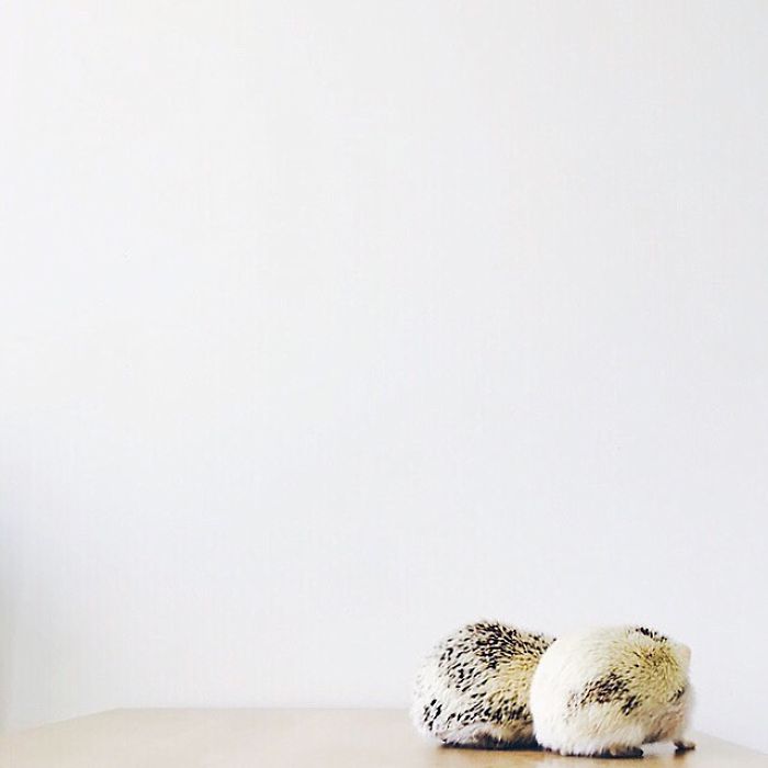 The Ordinary Lives Of Our Ordinary Hedgehogs