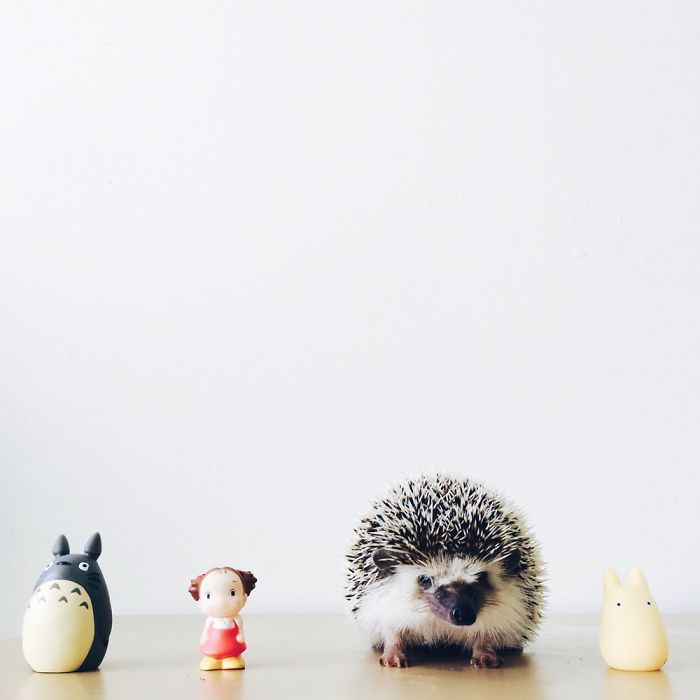 The Ordinary Lives Of Our Ordinary Hedgehogs