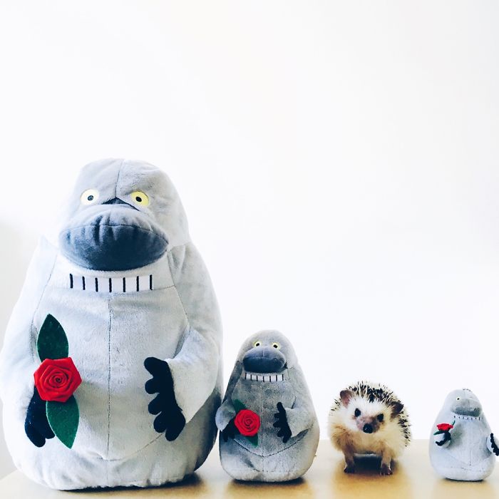 The Ordinary Lives Of Our Ordinary Hedgehogs