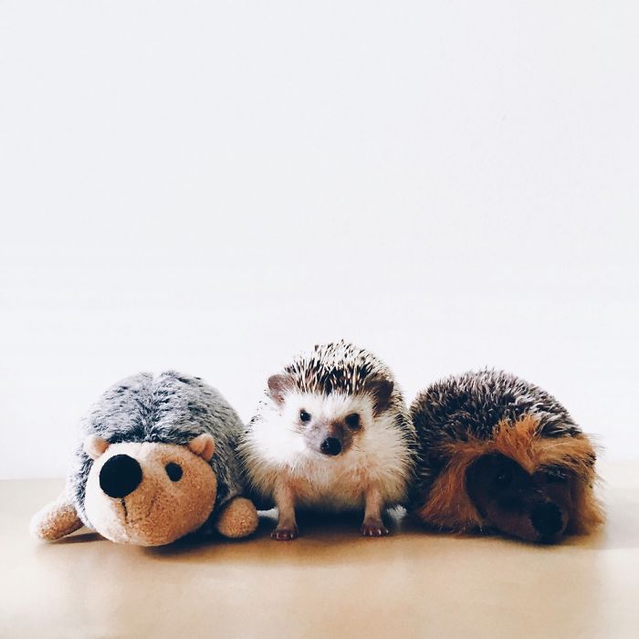The Ordinary Lives Of Our Ordinary Hedgehogs