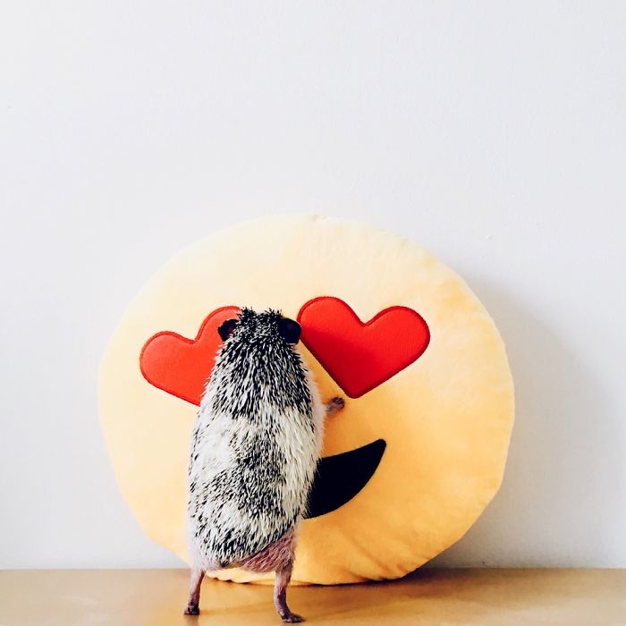 The Ordinary Lives Of Our Ordinary Hedgehogs