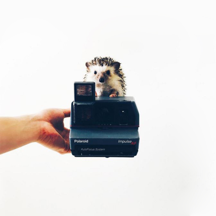 The Ordinary Lives Of Our Ordinary Hedgehogs