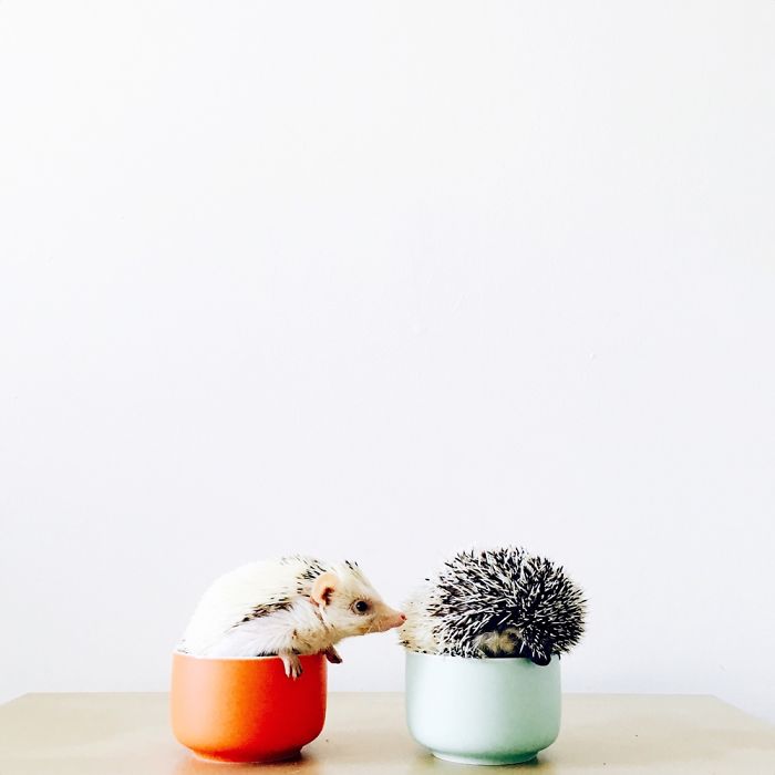 The Ordinary Lives Of Our Ordinary Hedgehogs