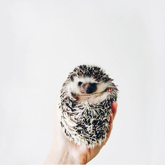The Ordinary Lives Of Our Ordinary Hedgehogs