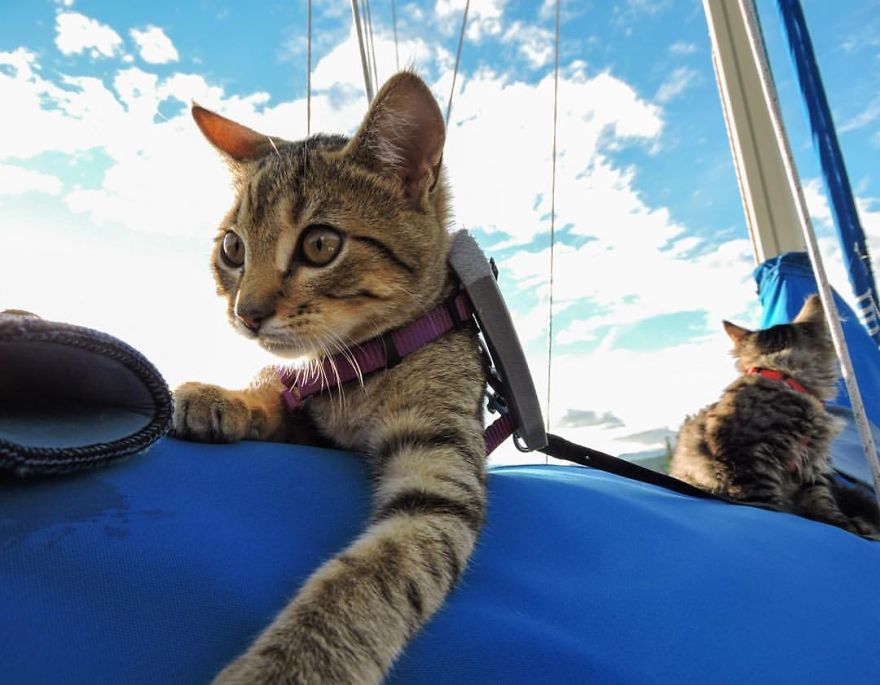 These Two Kittens Were Left To Die, But Now Go On Epic Adventures With Us