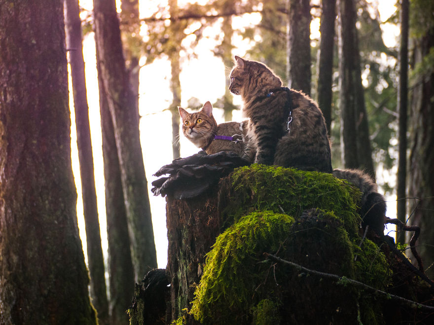 These Two Kittens Were Left To Die, But Now Go On Epic Adventures With Us
