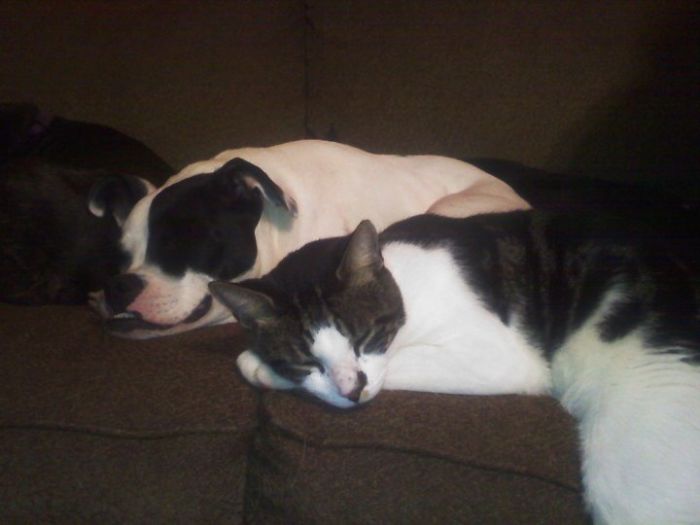 This Dog Is Not Photoshopped, She's Real And Perfect This Dog Is Not Photoshopped, She's Real And Perfect