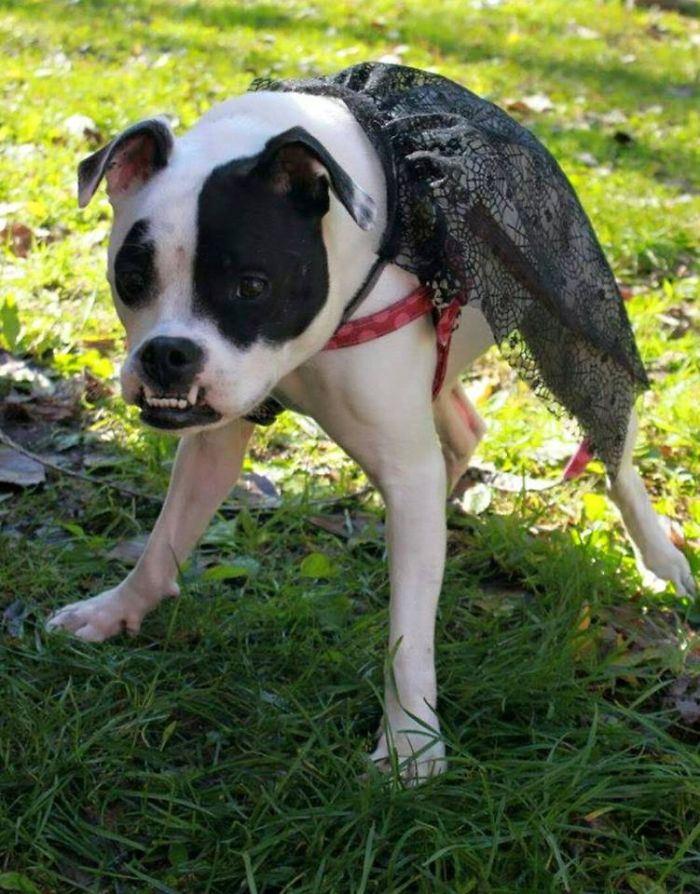 This Dog Is Not Photoshopped, She's Real And Perfect This Dog Is Not Photoshopped, She's Real And Perfect