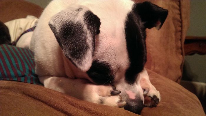 This Dog Is Not Photoshopped, She's Real And Perfect This Dog Is Not Photoshopped, She's Real And Perfect