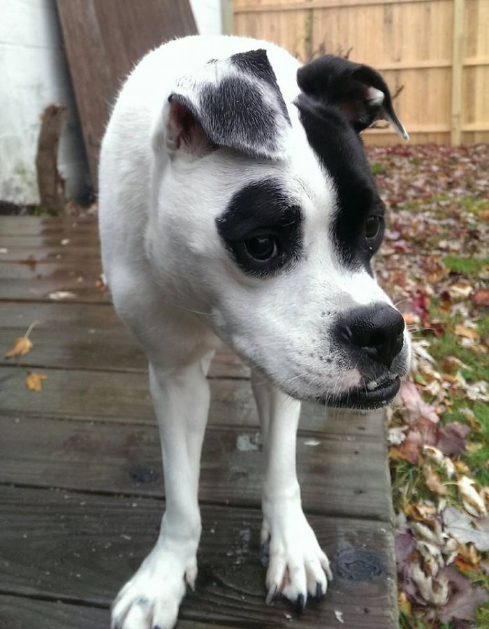 This Dog Is Not Photoshopped, She's Real And Perfect This Dog Is Not Photoshopped, She's Real And Perfect