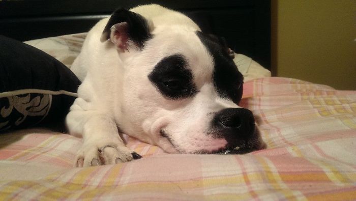 This Dog Is Not Photoshopped, She's Real And Perfect This Dog Is Not Photoshopped, She's Real And Perfect