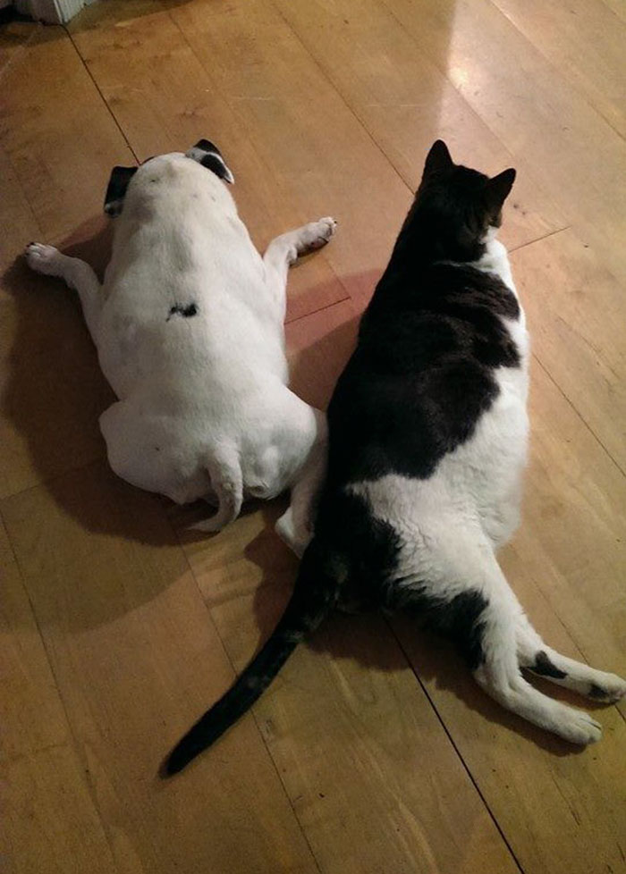 This Dog Is Not Photoshopped, She's Real And Perfect This Dog Is Not Photoshopped, She's Real And Perfect