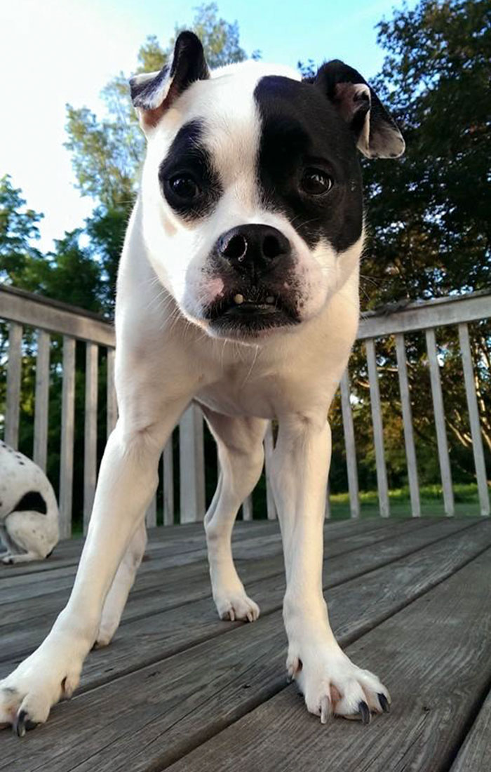 This Dog Is Not Photoshopped, She's Real And Perfect This Dog Is Not Photoshopped, She's Real And Perfect