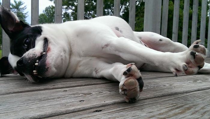 This Dog Is Not Photoshopped, She's Real And Perfect This Dog Is Not Photoshopped, She's Real And Perfect