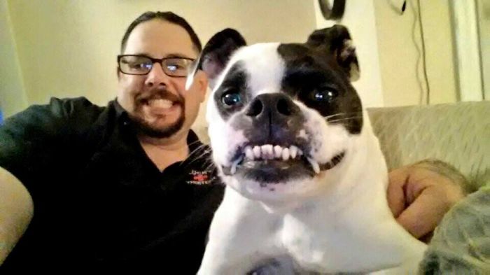 This Dog Is Not Photoshopped, She's Real And Perfect This Dog Is Not Photoshopped, She's Real And Perfect