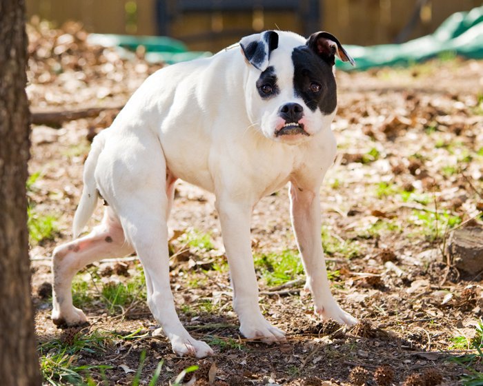 This Dog Is Not Photoshopped, She's Real And Perfect This Dog Is Not Photoshopped, She's Real And Perfect