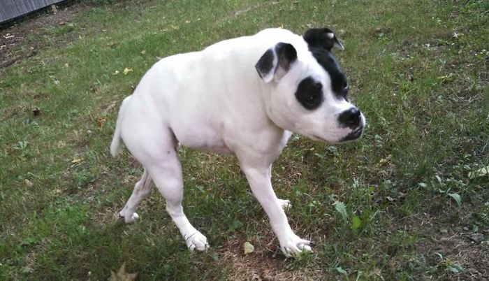 This Dog Is Not Photoshopped, She's Real And Perfect This Dog Is Not Photoshopped, She's Real And Perfect